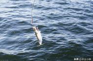 封海期禁止捕鱼，个人海钓是否可行？