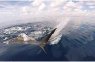 海钓爱好者与白鲨共舞的海上冒险