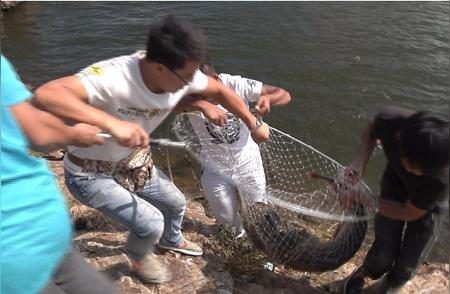 大连钓鱼人捕获60斤重的大鲶鱼，长度惊人！