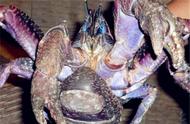 帕劳的巨型蜘蛛寄居蟹：海鲜美食的新选择！