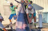 佛罗里达渔民耗时8小时，成功捕获一条重达343公斤的剑鱼