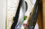 珠江夜钓者的奇特发现：本土名鱼还是外来入侵？