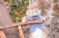 日本明星兔PuiPui的离世：主人将举办摄影展，展示其传奇一生