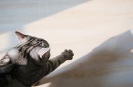 图虫人文摄影：美国短毛猫的日常生活