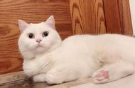 英短猫的七种最常见颜色：最新价格一览