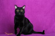 黑猫一定是孟买猫吗？探索纯种孟买猫的特征