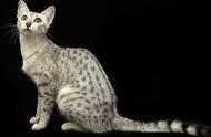 珍贵的活化石：无法抗拒豹纹魅力的埃及猫