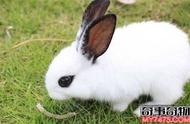 侏儒海棠兔：一种独特的小动物