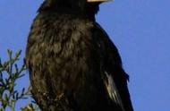 泰山鸟类科普121：八哥的奇妙世界