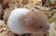 小型宠物仓鼠糖尿病的预防与治疗：关键知识一览