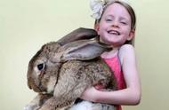 兔年特辑：世界上最大、最小、最快、最漂亮的兔子