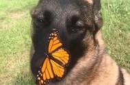 帝王蝶与比利时马利诺犬的奇妙相遇