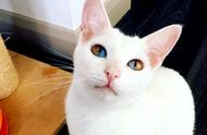 异色瞳的猫咪都是波斯猫？揭秘真相