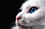 土耳其安哥拉猫：宇宙般深邃眼睛的独特象征
