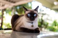宠物猫系列：揭秘暹罗猫的魅力