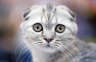 宠物猫系列：探索苏格兰折耳猫的魅力