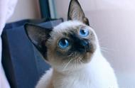 暹罗猫：全球最知名的短毛贵族宠物猫