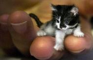 新加坡猫：世界上最小的猫咪，体重仅2公斤
