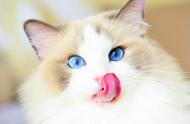 纯种布偶猫的独特特性：你了解多少？