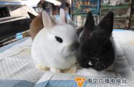 兔年来临，宠物兔的热度持续攀升，专家教你如何正确养兔