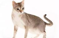 世界上最小的猫种是什么？