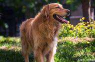 忠诚的狗狗排行榜：藏獒排名第三，第一名以护主闻名