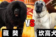藏獒与坎高犬：谁才是猛犬界的霸主？