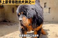 藏獒：全球最受尊敬的犬种之一