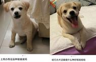 禁养犬种：中华田园犬、阿拉斯加等，三环内禁止饲养