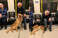 英国金毛犬在地铁上与老人建立深厚友谊，无视主人的呼唤