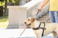 拉布拉多为何能成为导盲犬的首选？揭秘其七个不可或缺因素