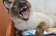 暹罗猫“忠诚喵”真实存在吗？网友养了一个月后泪奔