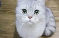 圆滚滚的英国短毛猫，你被它的憨态所吸引吗？