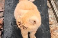 网友偶遇一只被遗弃的加菲猫，它一直蹭网友求援
