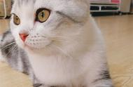 苏格兰折耳猫：迷人的猫咪品种