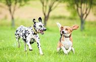 斑点狗新手养护指南：如何轻松养好你的宠物？
