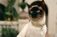 暹罗猫：短毛猫中的矿工形象代表