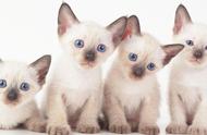 双色猫毛色的级别揭秘：宠物级还是赛级？