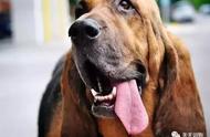 狗界的福尔摩斯：揭秘嗅觉最强的6大狗狗