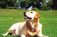 开元宠物食品带您探索美国养犬俱乐部（AKC）的犬类分类