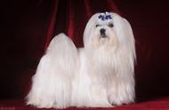 马尔济斯犬：大眼妹的古老欧洲贵族血统