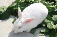 如何挑选出优质兔子作为种兔并进行培育？