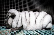 芬兰工厂养殖的北极狐：为了皮毛产量，它们变成了“怪兽”