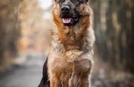 德国牧羊犬：一种忠诚的守护者