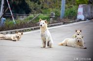 中华田园犬：性格、品种与养护难度的深度解析