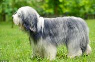 全球十大最粘人的狗狗品种