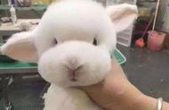 宠物店误将兔子修成毛绒玩具，主人一脸懵逼！