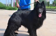 这6种罕见的“黑色”狗狗，你见过几种？