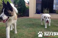秋田犬的身高范围：公犬肩高66至71厘米