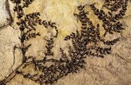 白垩纪的十大神秘发现：金属蚂蚁与阴阳螃蟹